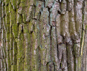 The texture of tree bark