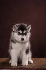 Cute Puppy Siberian Husky
