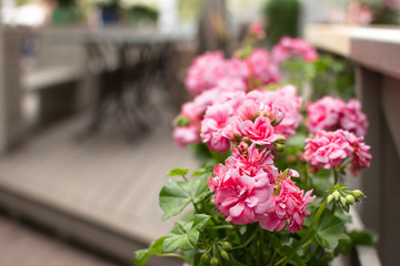 Pink flowers near the open-air cafe