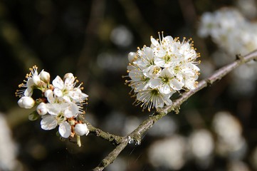 Blühender Schlehdorn