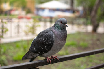 pigeon sitting on fence