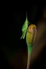 Little grasshopper with flower in night.