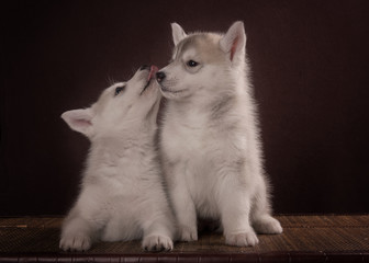 Two Little cute puppy of Siberian husky dog 