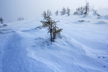 winter snowbound fields in a mist