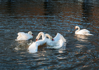 Mute swans fighting.