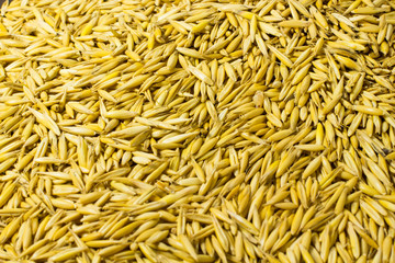 Ripe grains of  oats close-up