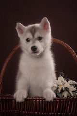 Fototapeta premium Husky dog puppy one month old in a basket 