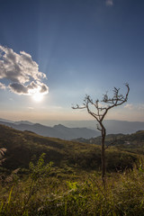 Lonely leafless tree on the mountain