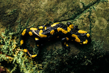 salamandra sitting on rock in green forest in the mountains