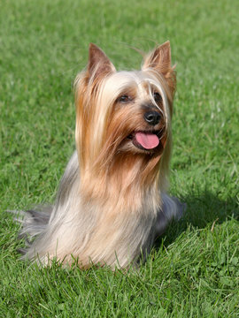 Australian Silky Terrier  in the spring garden