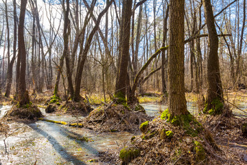 spring flooded forest scene