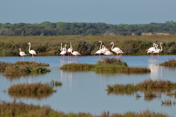 Obraz premium Flamingi