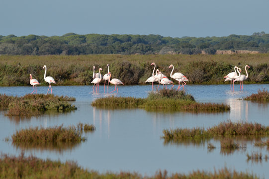 Fototapeta Flamencos