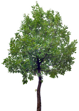 Oak Tree Cutout