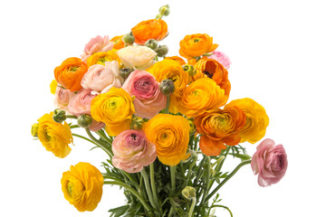 Ranunculus