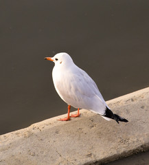 White seagull on the Sava river