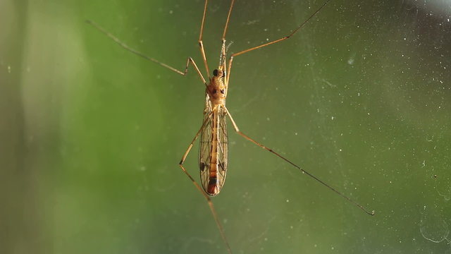 A big mosquito on the window