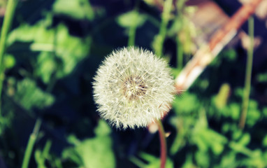 Dandelion on a sunny summer day