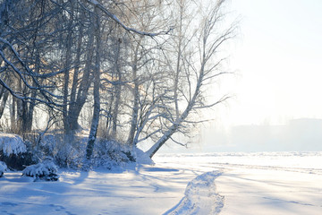 Winter landscape with trees.