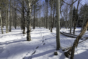 Steps through the forest. A snow-covered landscape with a trail leading away.