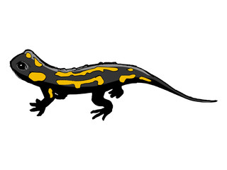 salamander, illustration of wildlife, zoo, wildlife, reptile - obrazy, fototapety, plakaty