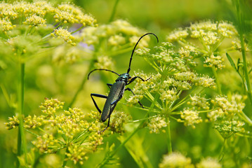 Cerambyx cerdo