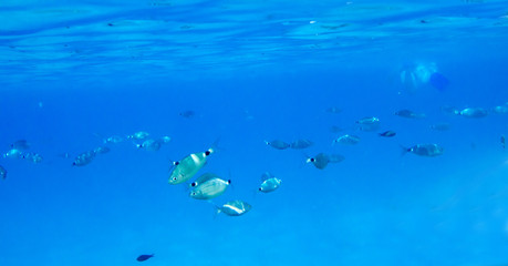Mediterranean fish underwater with a skin diving behind. Called