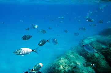 Fototapeta na wymiar Mediterranean fish underwater with a skin diving behind. Called