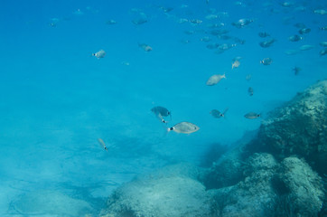 Fototapeta na wymiar Mediterranean fish underwater. Called Sparlotti in italian language