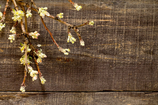 Blooming apple tree branch on a wooden background, top view
