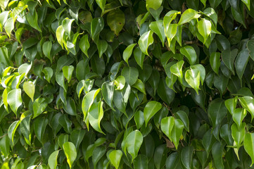 Obraz premium The leaves of ficus
