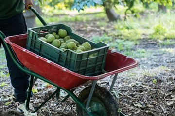Cogiendo chirimoyas en la costa tropical