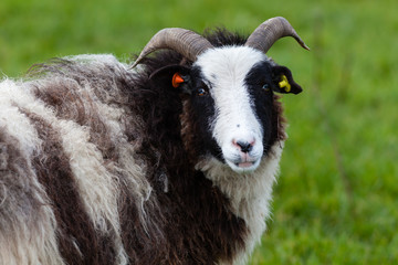 A Jacob Ram.  A Jacob ram in a Scottish meadow.