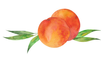 two peaches and leaves