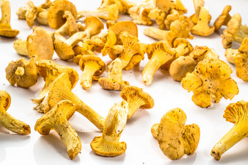 Chanterelles mushrooms on a white background