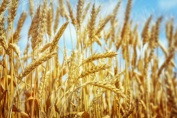 Fototapeta premium Wheat field right before harvesting