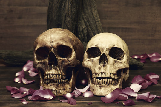 Still life with human skull and petal on wooden table