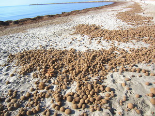 Neptune Grass balls (egagropili) on beach