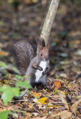 Squirrel on a Tree