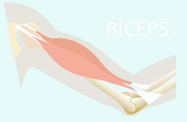 Biceps