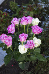 Rosenstrauß im Winter