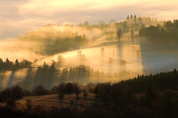 Fototapeta na wymiar Autumn landscape with trees and fog