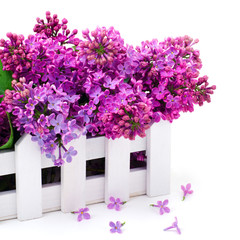 Lilac flower twig in decoration box