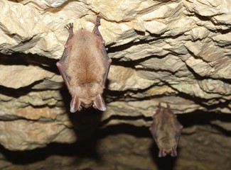 Greater mouse-eared bat ( Myotis myotis)