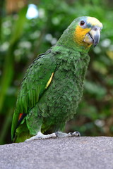 Orange wing tipped African parrot © Doug Schnurr