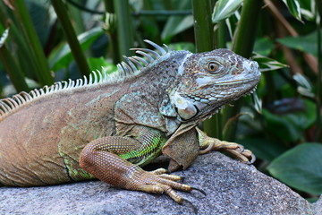 An iguana poses for its portrait in the gardens.