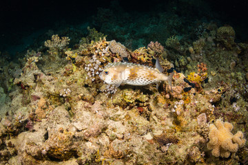 Spotfin Burrfish