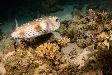 Spotfin Burrfish