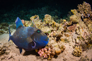Fototapeta na wymiar Blue-and-gold triggerfish