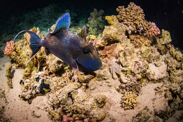 Fototapeta na wymiar Blue-and-gold triggerfish